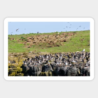 A Puffin Landscape - Farne Islands, Northumberland, UK Sticker